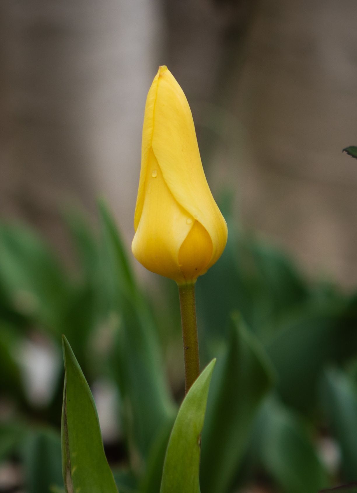 Spring blooms in St. Louis